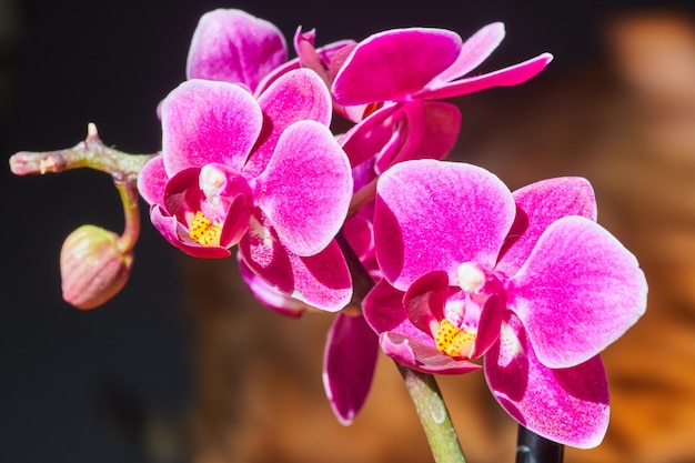 Ramo di orchidee rosa dettaglio con caldo sfondo spogliato