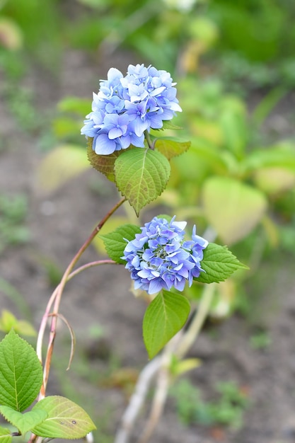 ramo di ortensia blu su un green