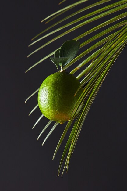 Ramo di palma e lime verde con un gambo