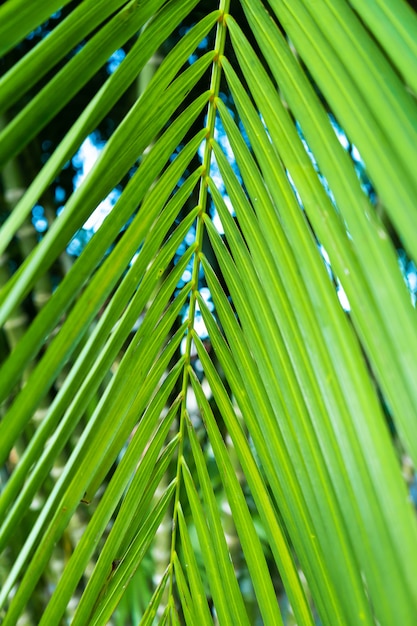 Ramo di palma nei tropici sotto il cielo aperto