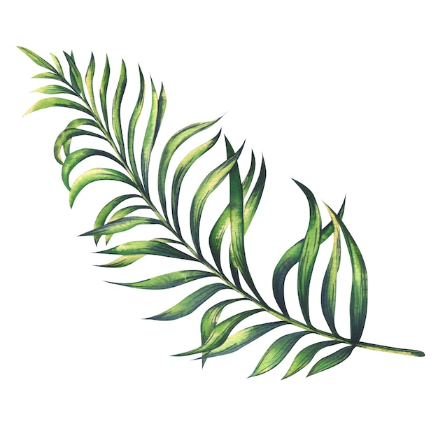 Ramo di palma tropicale verde Illustrazione dell'acquerello Oggetto isolato disegnato a mano su sfondo bianco Per la progettazione e la decorazione di modelli di composizioni