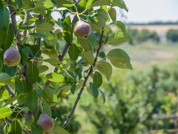 Ramo di pero con frutta in giardino in una giornata estiva con sfondo sfocato