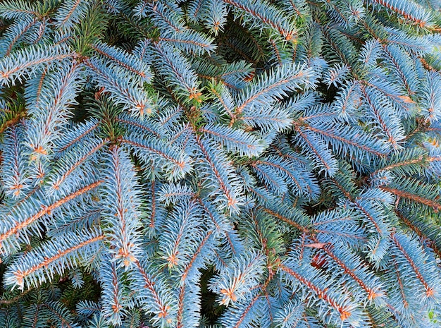 Ramo di pino Albero di Natale Cornice di Natale sullo sfondo Ramo di abete