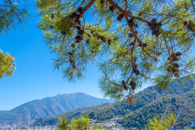 Ramo di pino con pigne contro il cielo blu e le montagne