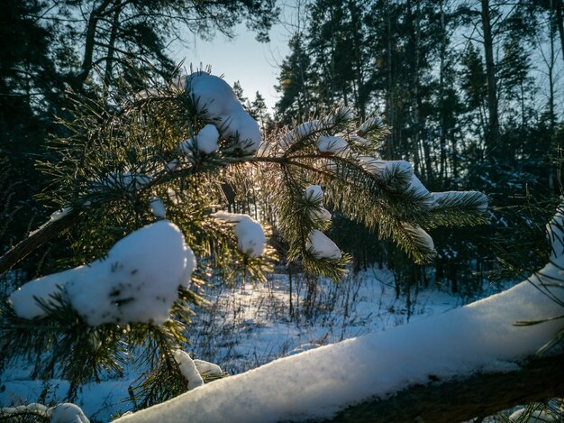 Ramo di pino coperto di neve illuminata dal sole gelido inverno giornata di sole nella foresta