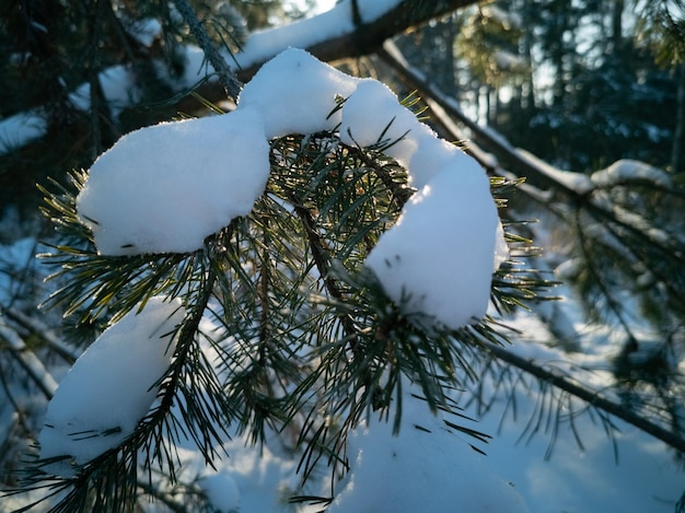 Ramo di pino coperto di neve illuminata dal sole gelido inverno giornata di sole nella foresta