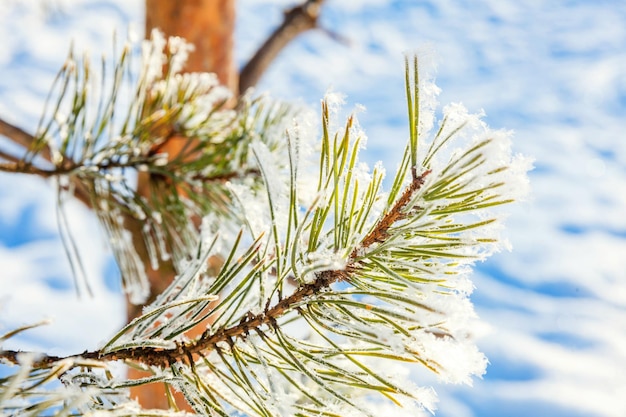 Ramo di pino gelido nella foresta innevata tempo freddo nella mattina di sole