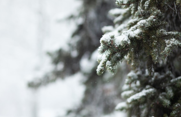 Ramo di pino nella neve in inverno