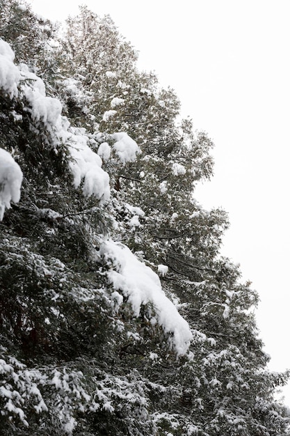 Ramo di pino nevicata invernale sotto uno spesso strato di neve