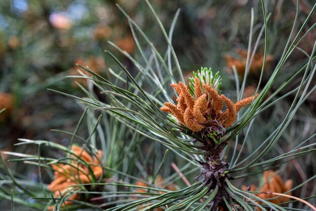 Ramo di pino pinus con foto del primo piano dei coni