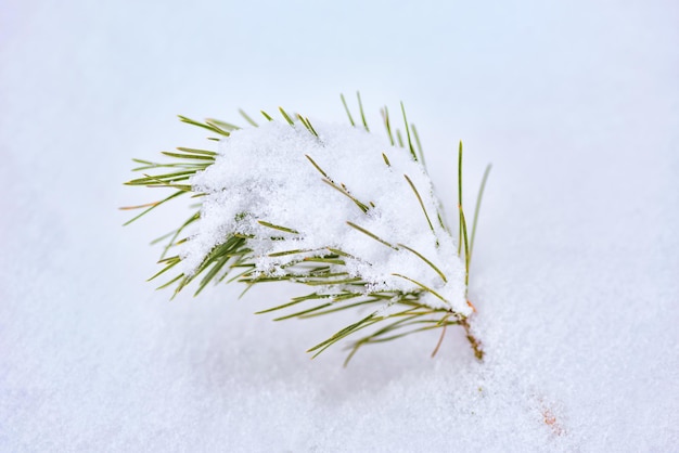 ramo di pino verde festivo su neve bianca.