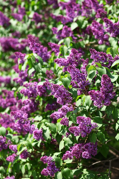 Ramo di primavera del fiore lilla