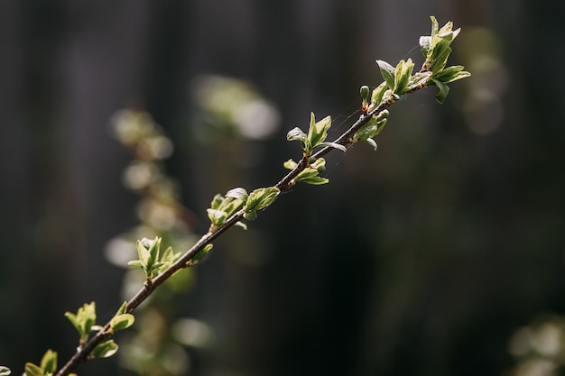 Ramo di primavera, foglie giovani e reni