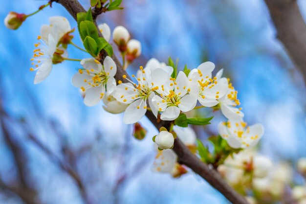 Ramo di prugna ciliegia con fiori e boccioli, fiori di prugna ciliegia