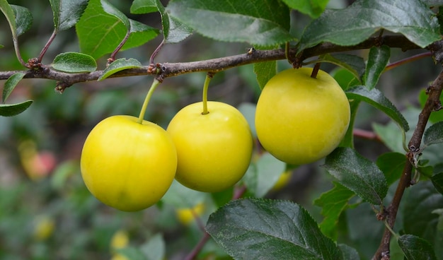 Ramo di prugna con frutti maturi in giardino. Mirabelle gialla, pianta di Prunus cerasifera. Raccolto estivo.