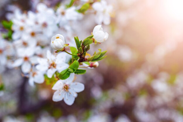 Ramo di prugna di ciliegio con fiori e boccioli di fiori di prugna di ciliegio