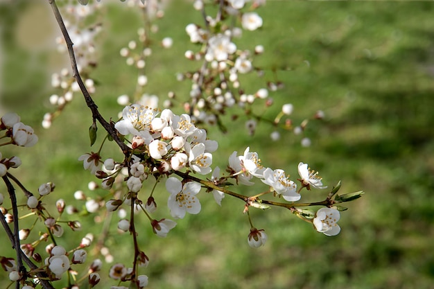 Ramo di prugna in fiore su uno sfondo di erba verde chiaro