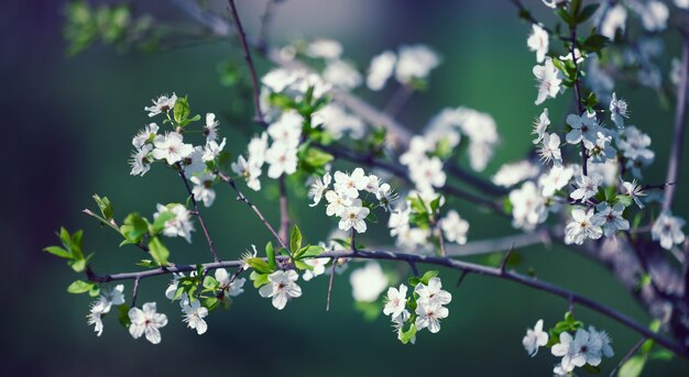 Ramo di prugne con fiori bianchi nel parco, messa a fuoco selettiva, banner