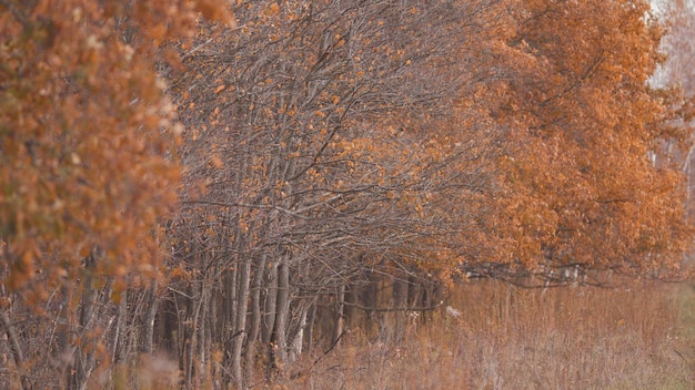 Ramo di quercia con foglie gialle e arancioni d'autunno brunch autunnale di quercia foglie di quercia in autunno