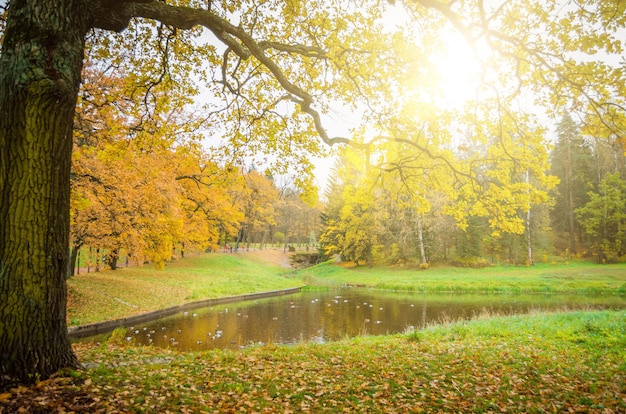 Ramo di quercia di una quercia su un lago in un parco autunnale.