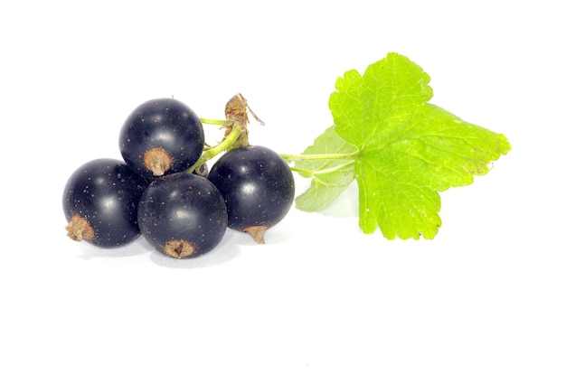 Ramo di ribes nero frutti isolati