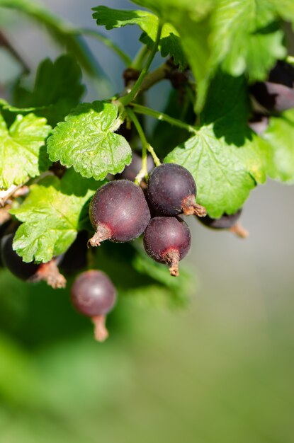 Ramo di ribes nero in giardino