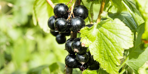 Ramo di ribes nero nel giardino del villaggio. BIO.