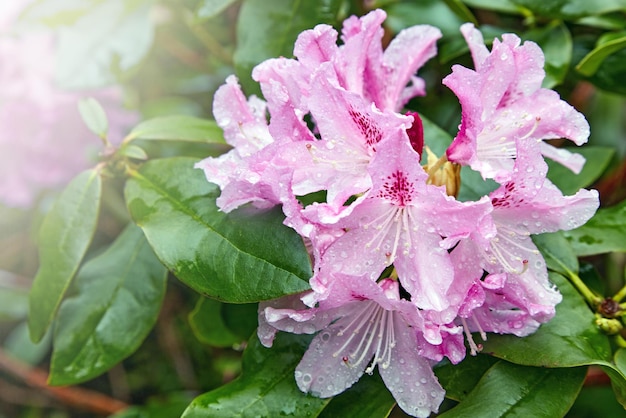 Ramo di rododendro con fiori rosa e gocce di pioggia di rugiada alla luce del sole in un giardino fiorito