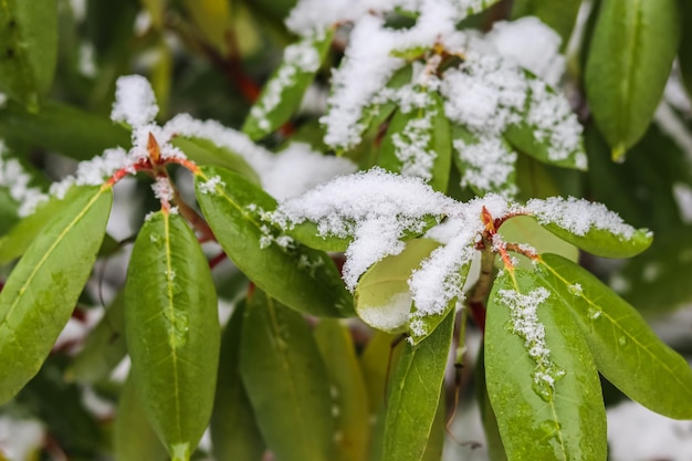 Ramo di rododendro coperto di neve bianca fresca Sfondo invernale