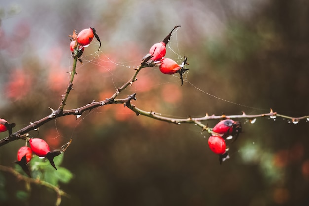 Ramo di rosa canina con bacche rosse su oscurità in autunno