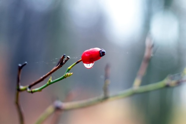 Ramo di rosa canina con una bacca rossa bagnata su uno sfondo sfocato in autunno