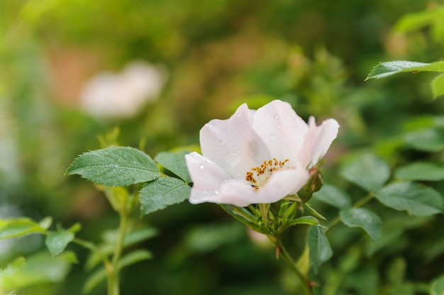 Ramo di rosa con gemme bianche.