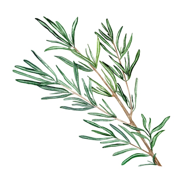 Ramo di rosmarino Clipart Acquerello disegnato a mano illustrazione artistica isolata Per carte tessili fatti a mano stampe menu manifesti
