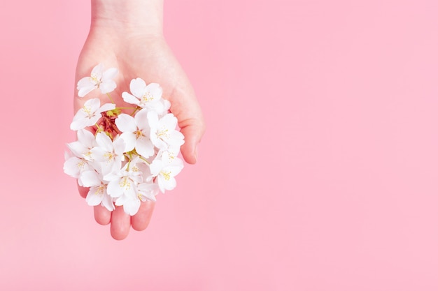 Ramo di Sakura in mano femminile su sfondo rosa