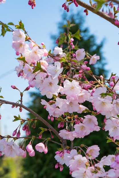 Ramo di sakura sbocciante nel parco di primavera