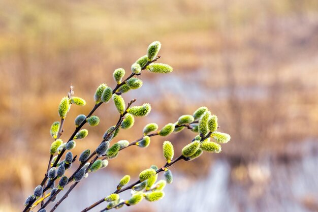 Ramo di salice con amenti vicino al fiume con tempo soleggiato, salice - simbolo di Pasqua