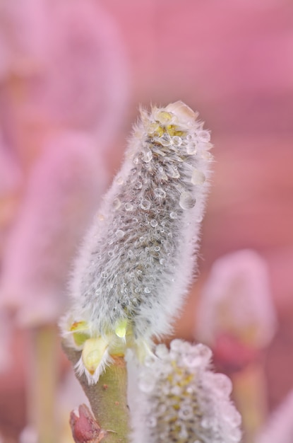 Ramo di salice con fiori soffici in fiore