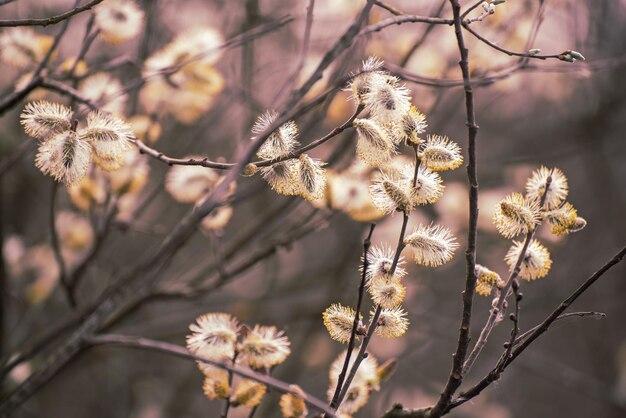 Ramo di salice in fiore in primavera stagionale soleggiato vintage sfondo pasquale