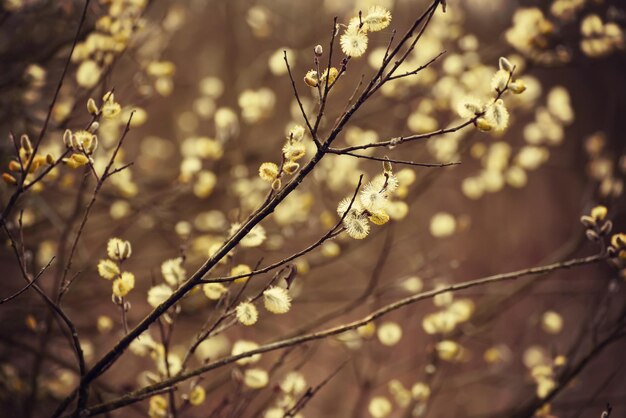 Ramo di salice in fiore