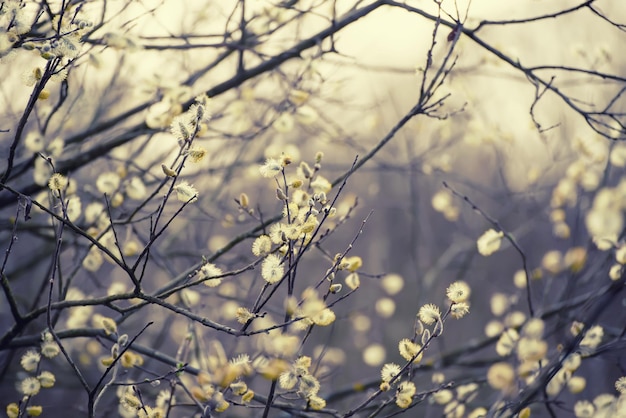 Ramo di salice in fiore