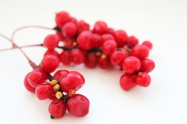 ramo di schisandra maturo rosso isolato sul bianco