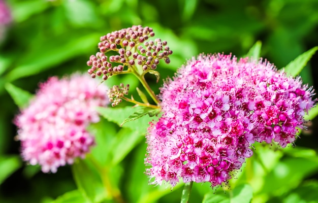 Ramo di spiraea che fiorisce spirea giapponese da un piccolo fiore rosa