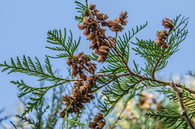 Ramo di thuja con noci contro un primo piano del cielo blu