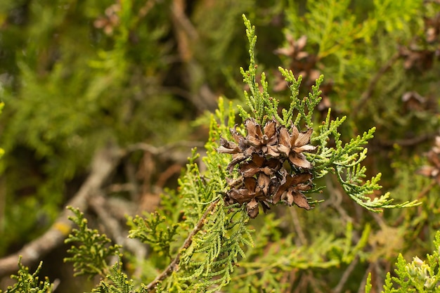 Ramo di thuja verde con coni