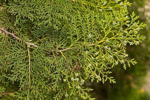 Ramo di thuja verde con coni