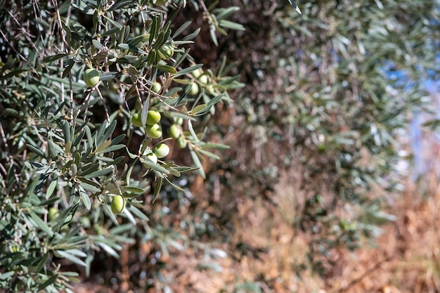 Ramo di ulivo con frutta olivo mediterraneo
