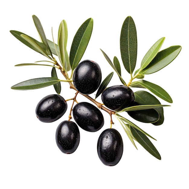 Ramo di ulivo olive nere mature e foglie isolate su sfondo bianco