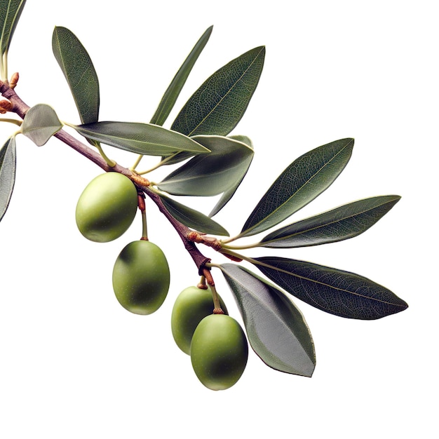 Ramo di ulivo, olive verdi e foglie isolate su uno sfondo bianco