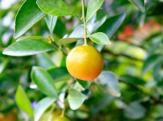 Ramo di un albero arancione