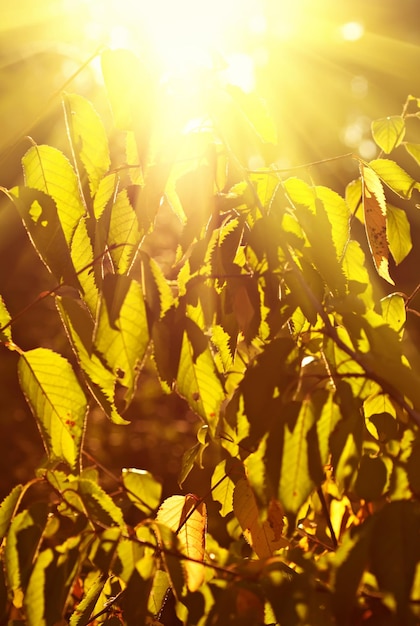 Ramo di un albero autunnale, sfondo vintage soleggiato autunno naturale